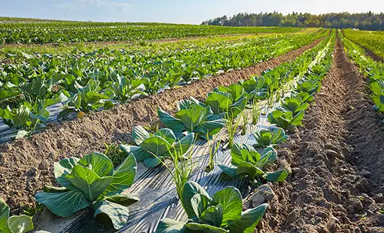 Maximizing Crop Yield with Yeast Protein Powder and Peptone